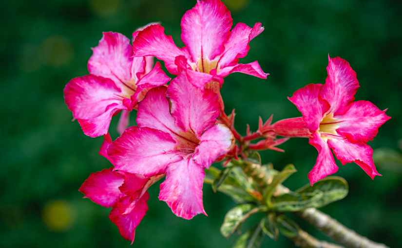Plantando Rosas Do&nbsp;Deserto